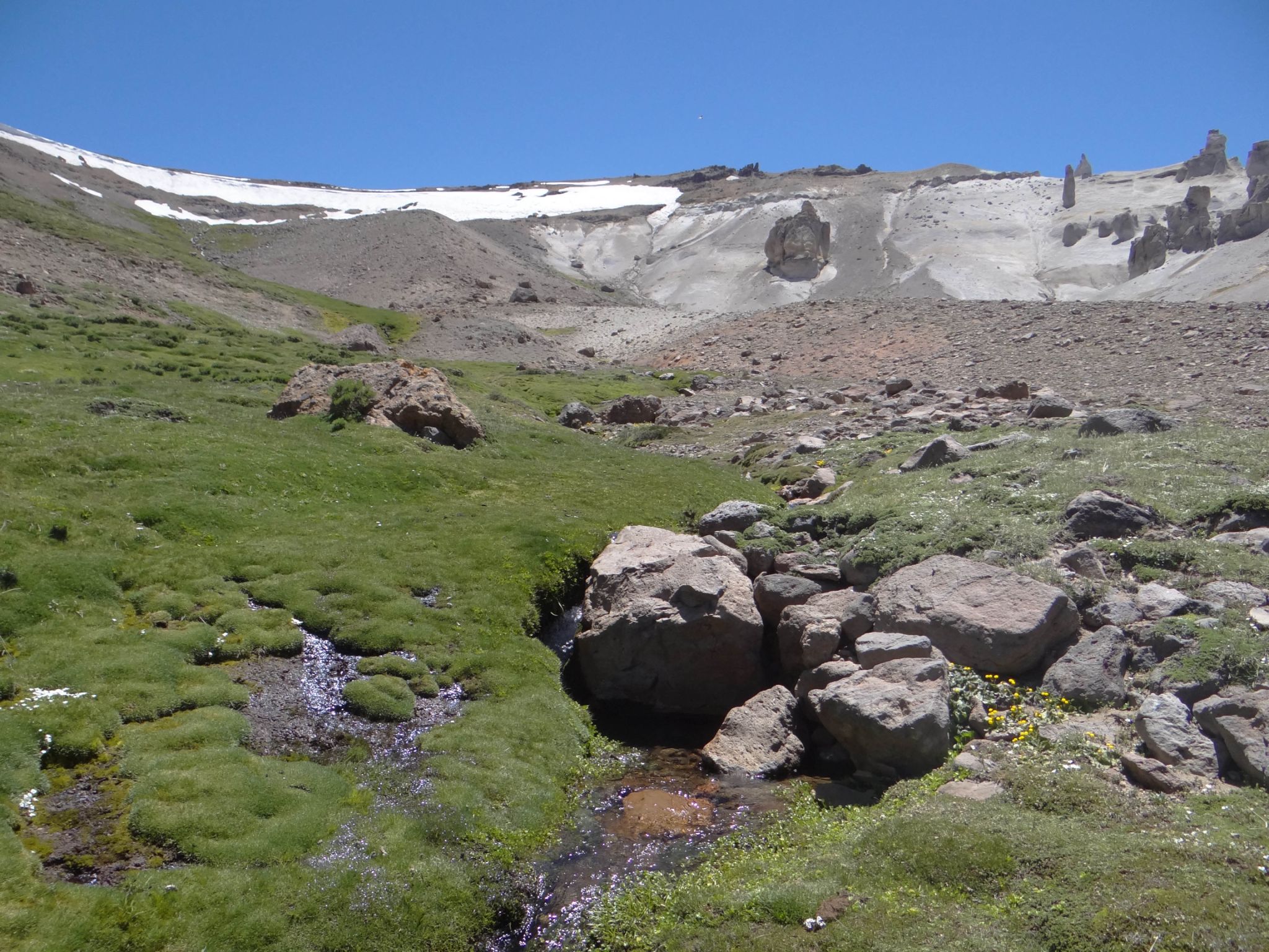 Stream of Alsodes pehuenche LA